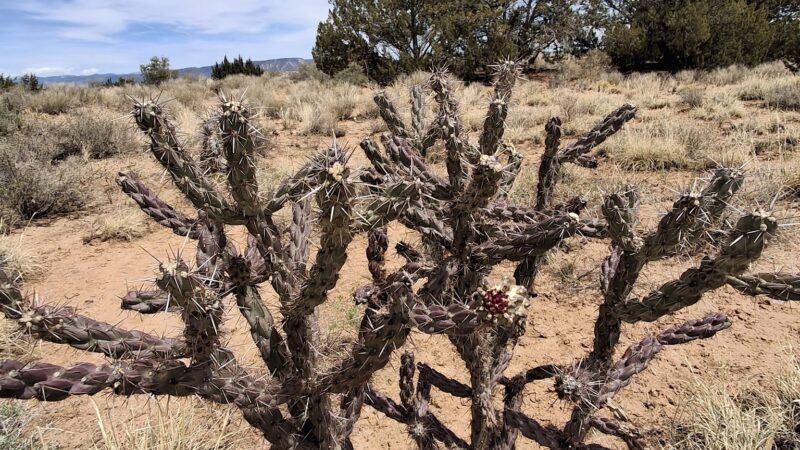 Perea Nature Trail - San Ysidro, NM