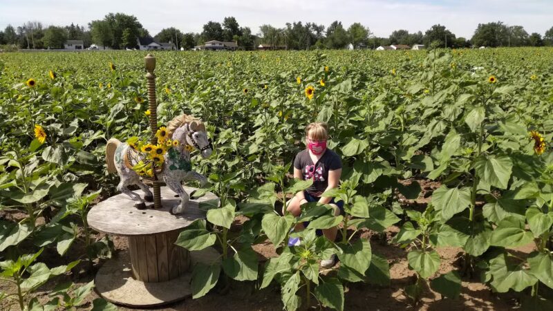 Sunflowers of Sanborn - Sanborn, NY