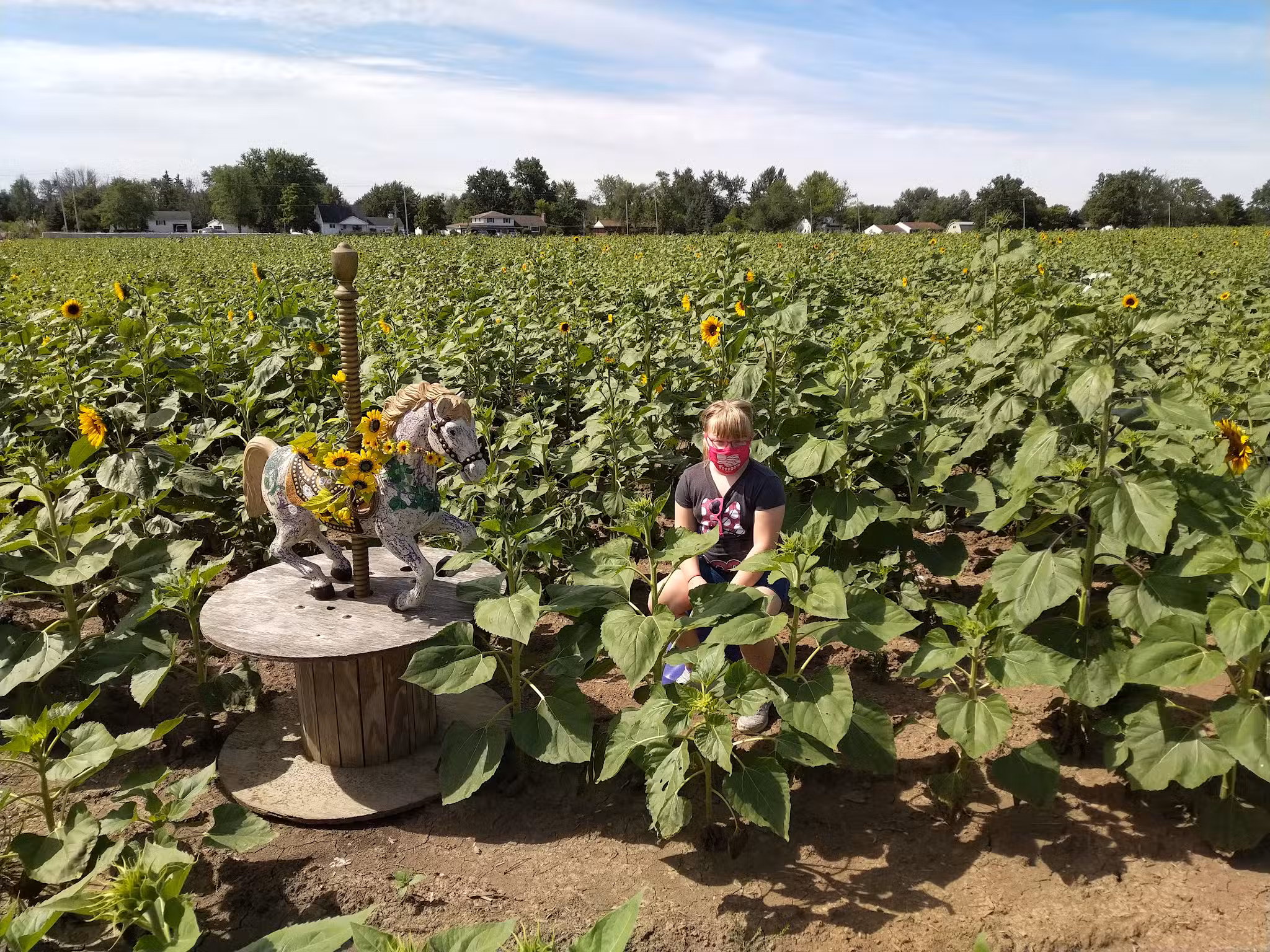 Sunflowers of Sanborn - Sanborn, NY