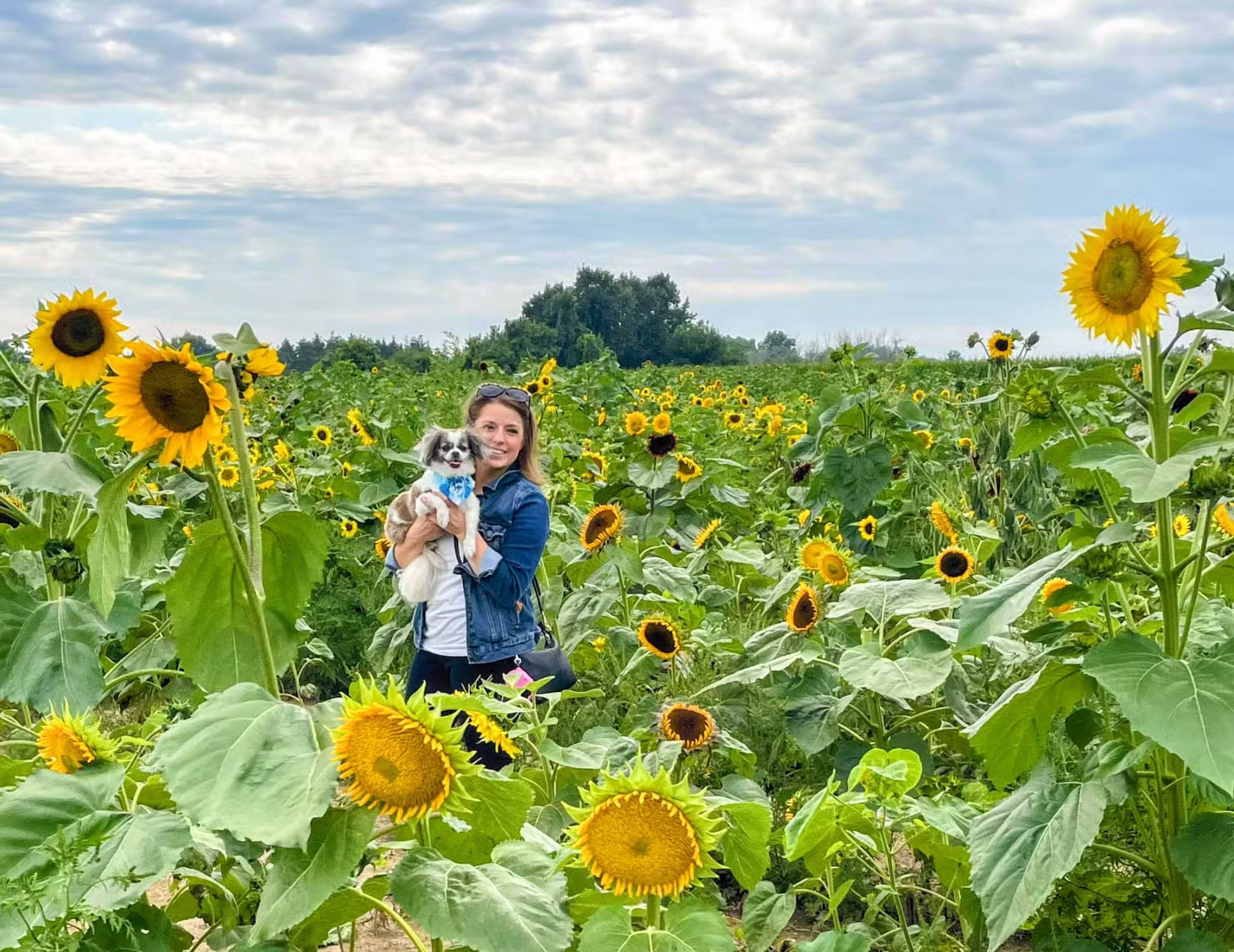 Sunflowers of Sanborn - Sanborn, NY