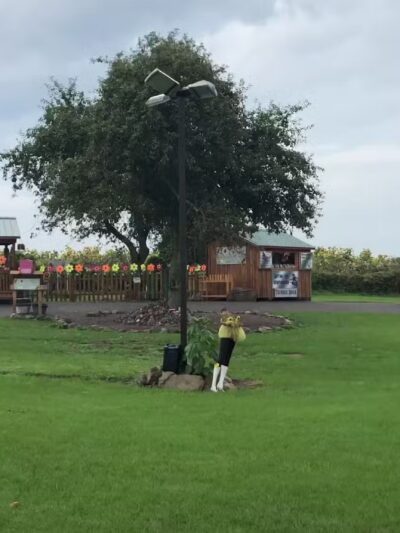 Sunflowers of Sanborn - Sanborn, NY