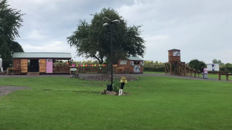 Sunflowers of Sanborn - Sanborn, NY