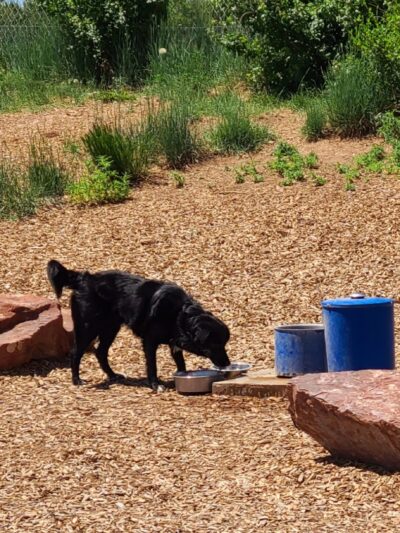 Dog Park - Sandia Park, NM