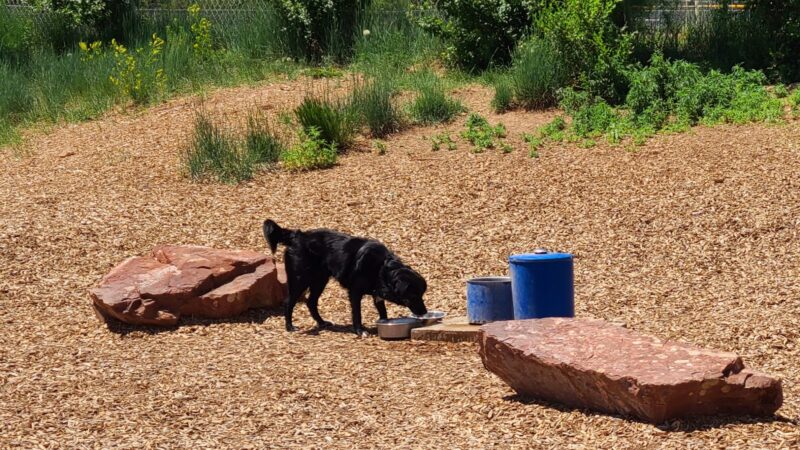 Dog Park - Sandia Park, NM