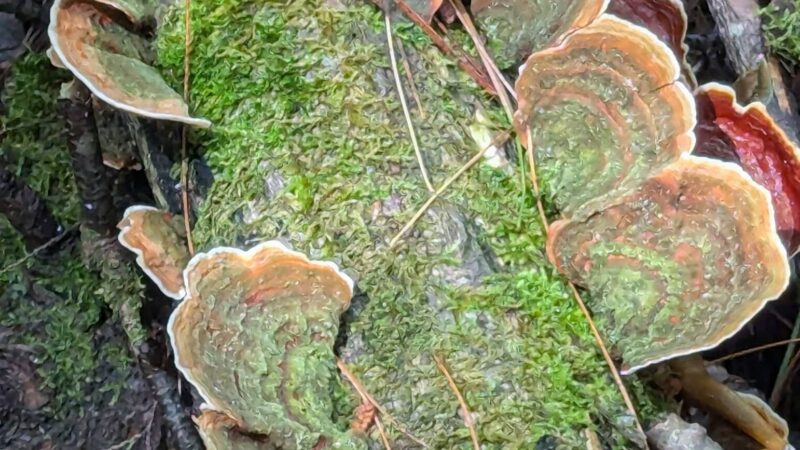 Clam River Reserve - Sandisfield, MA