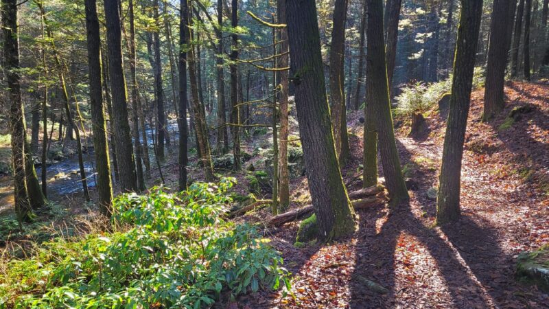 Clam River Reserve - Sandisfield, MA