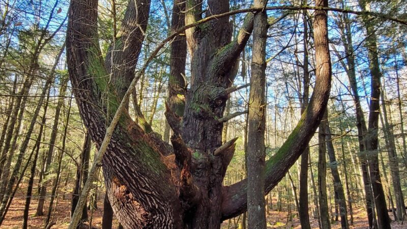 Clam River Reserve - Sandisfield, MA