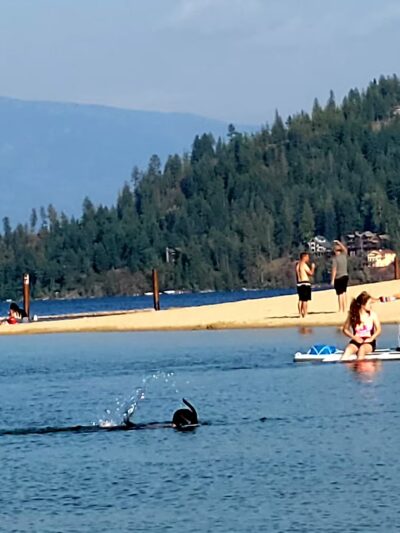 Sandpoint City Beach Park - Sandpoint, ID