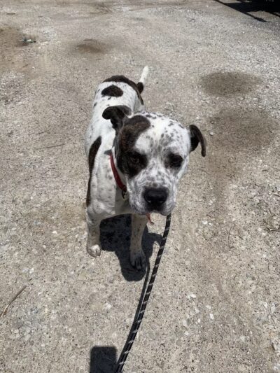Elliott County Animal Control - Sandy Hook, KY