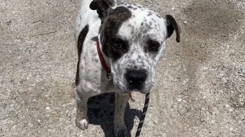 Elliott County Animal Control - Sandy Hook, KY