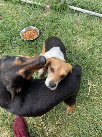 Elliott County Animal Control - Sandy Hook, KY