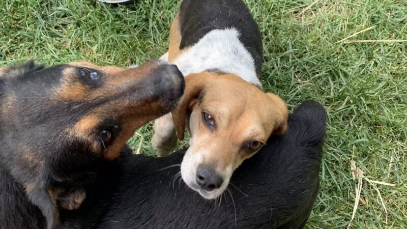 Elliott County Animal Control - Sandy Hook, KY