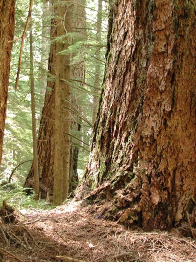 Eagle Creek Trailhead (Clackamas County) - Sandy, OR