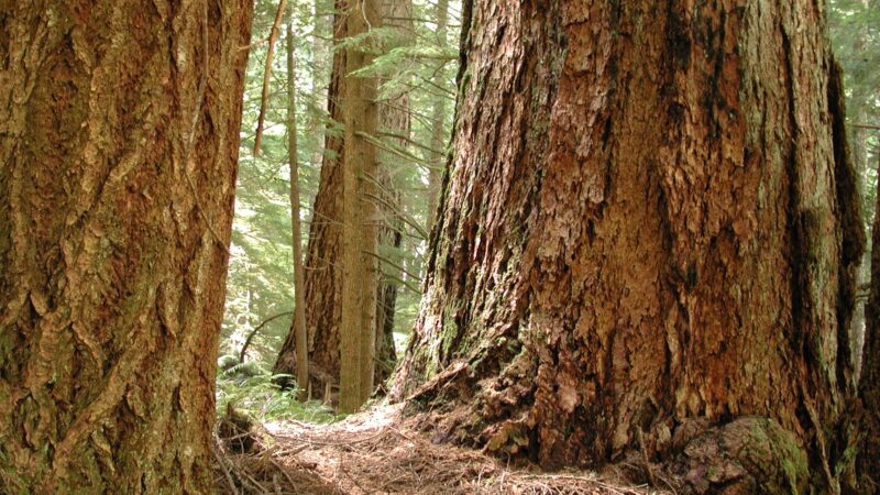Eagle Creek Trailhead (Clackamas County) - Sandy, OR