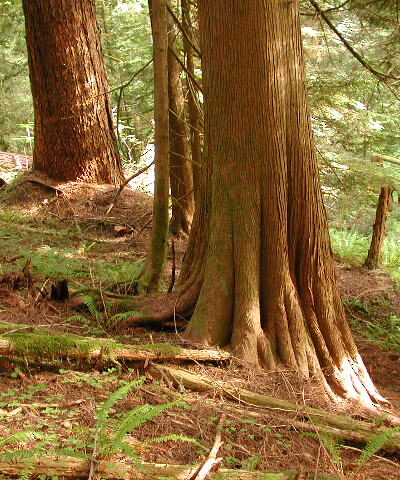 Eagle Creek Trailhead (Clackamas County) - Sandy, OR