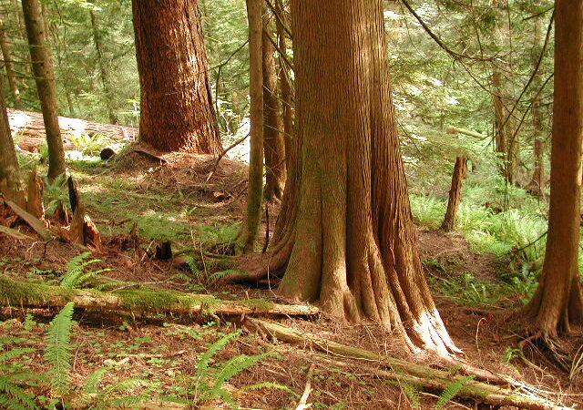 Eagle Creek Trailhead (Clackamas County) - Sandy, OR