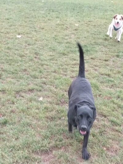 Sandy Bluff Park and Dog Park - Sandy, OR