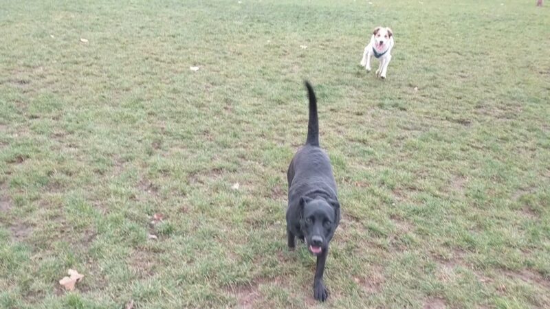 Sandy Bluff Park and Dog Park - Sandy, OR