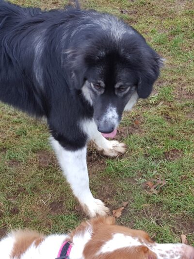 Sandy Dog Park - Sandy, OR