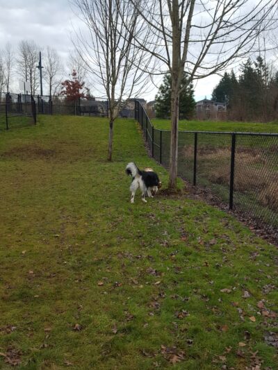 Sandy Dog Park - Sandy, OR