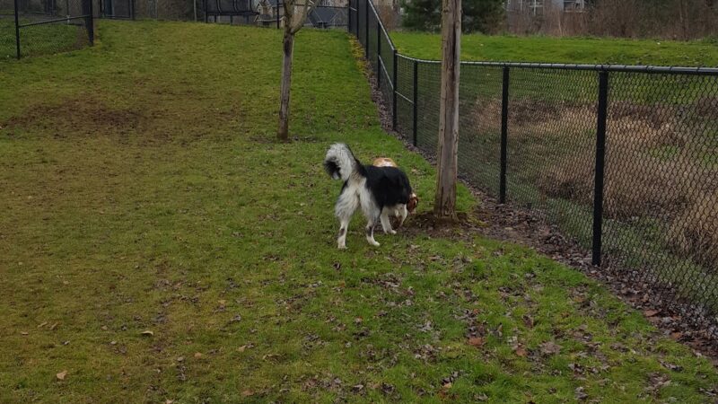Sandy Dog Park - Sandy, OR