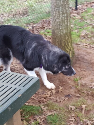 Sandy Dog Park - Sandy, OR