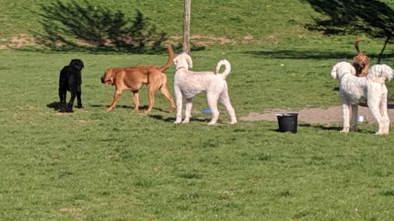 Sandy Dog Park - Sandy, OR