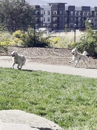 Sandy City Dog Park - Sandy, UT