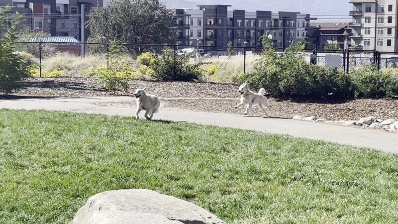 Sandy City Dog Park - Sandy, UT