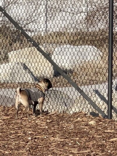 Sandy City Dog Park - Sandy, UT