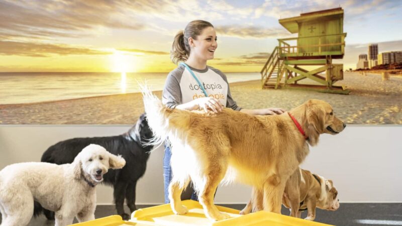 Dogtopia of Orlando - Sanford - Sanford, FL