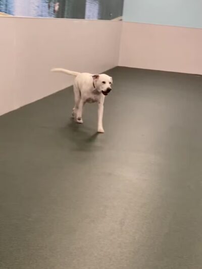 Dogtopia of Orlando - Sanford - Sanford, FL