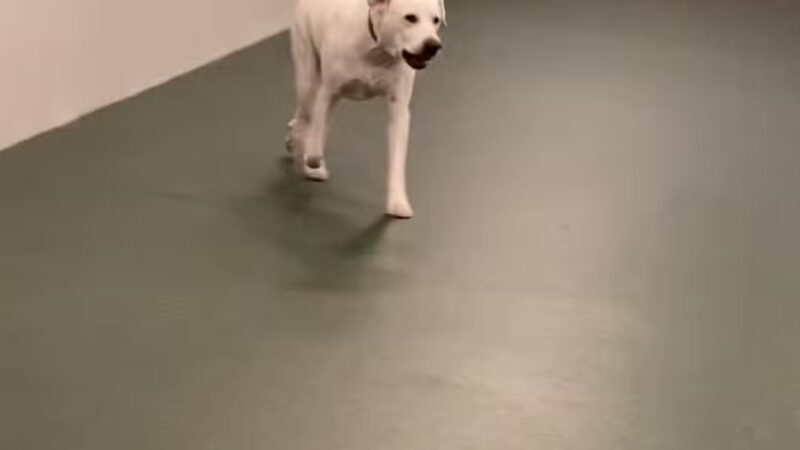 Dogtopia of Orlando - Sanford - Sanford, FL