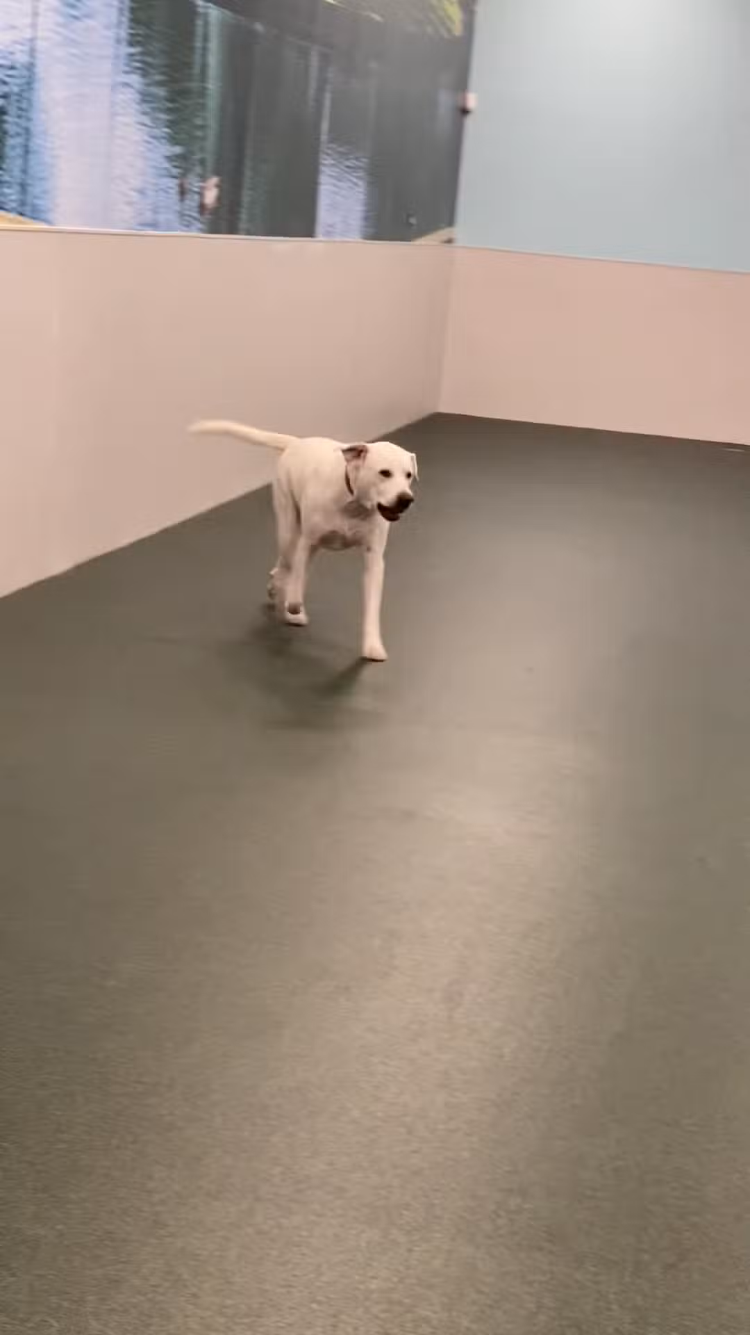 Dogtopia of Orlando - Sanford - Sanford, FL