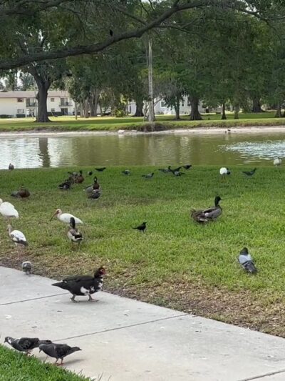 Lake Carola - Sanford, FL
