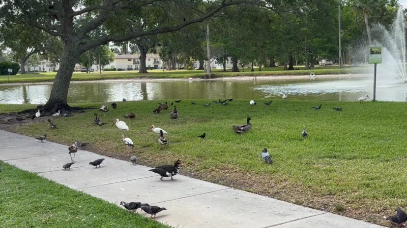 Lake Carola - Sanford, FL