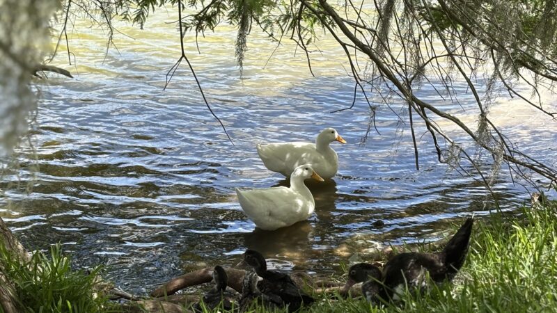 Lake Carola - Sanford, FL