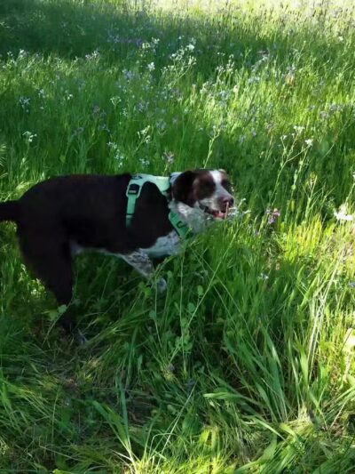 Parma Park - Santa Barbara, CA