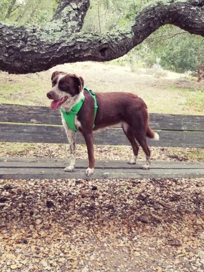 Sheffield Reservoir - Santa Barbara, CA