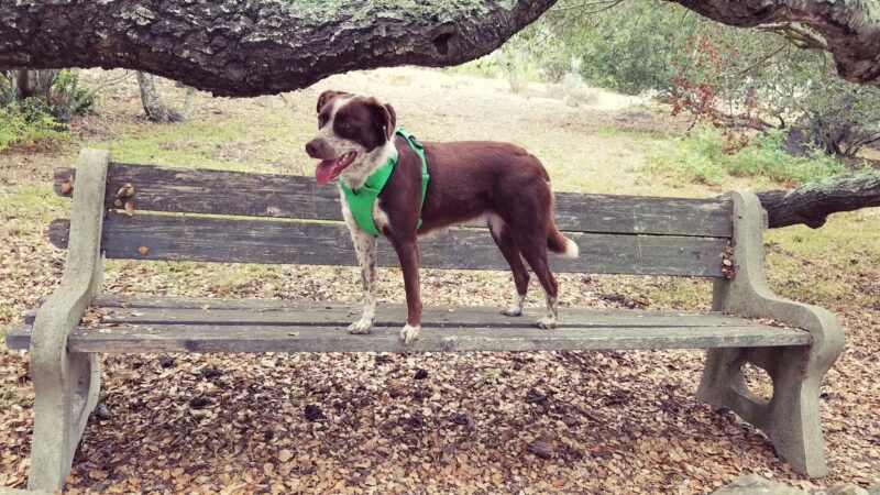 Sheffield Reservoir - Santa Barbara, CA