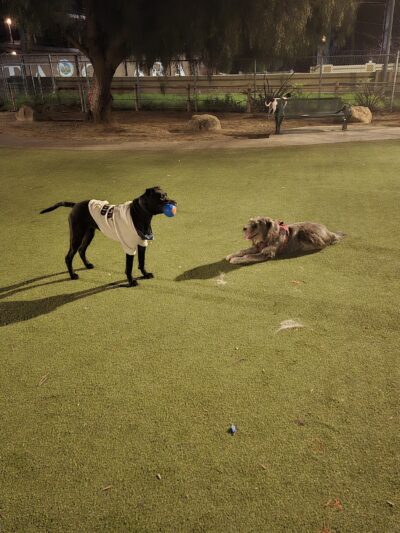 Reed Street Dog Park - Santa Clara, CA