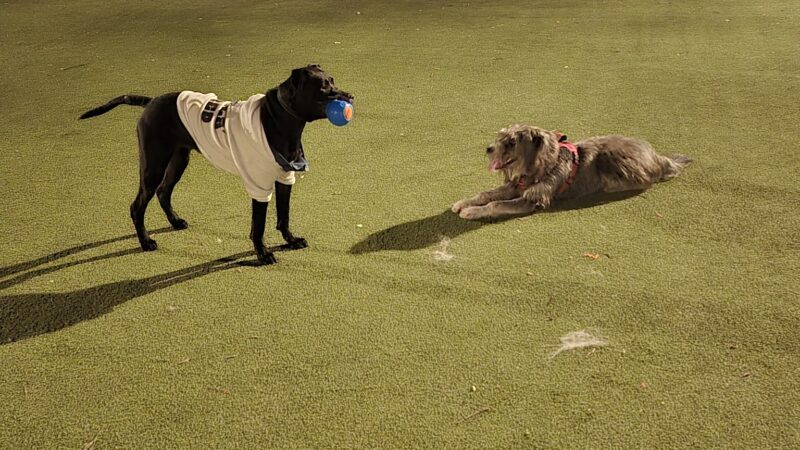 Reed Street Dog Park - Santa Clara, CA