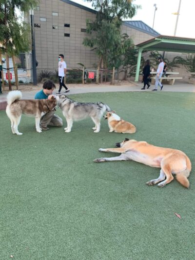 Reed Street Dog Park - Santa Clara, CA