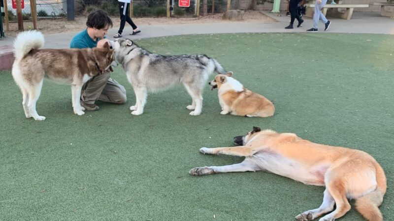 Reed Street Dog Park - Santa Clara, CA