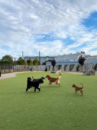 Reed Street Dog Park - Santa Clara, CA