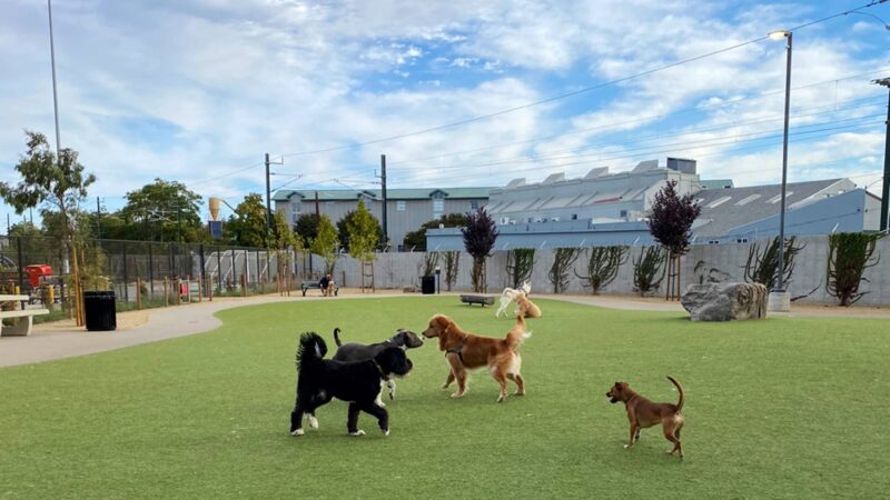 Reed Street Dog Park - Santa Clara, CA