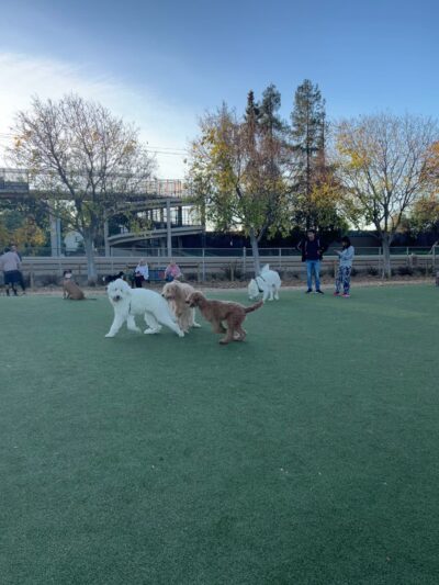 Reed Street Dog Park - Santa Clara, CA