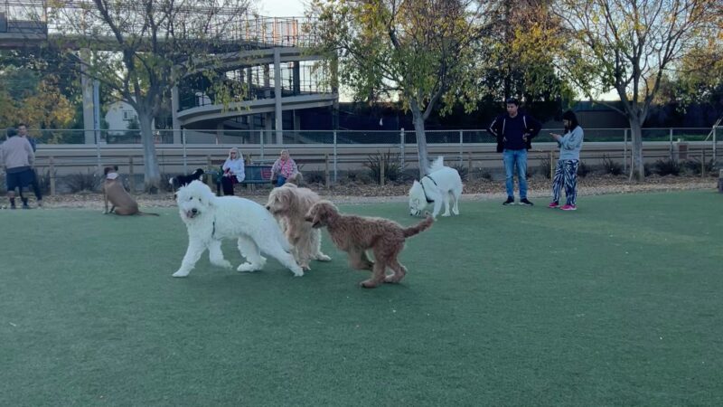 Reed Street Dog Park - Santa Clara, CA