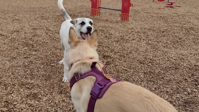Fort Marcy Dog Park - Santa Fe, NM