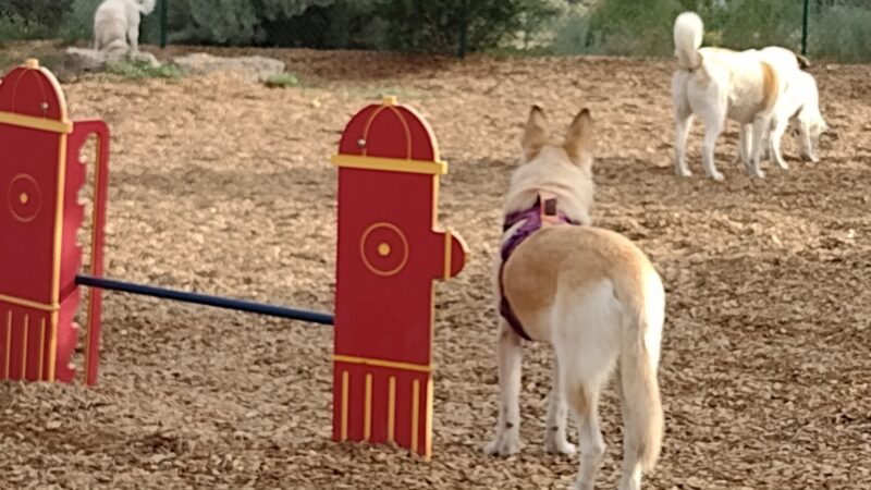 Fort Marcy Dog Park - Santa Fe, NM